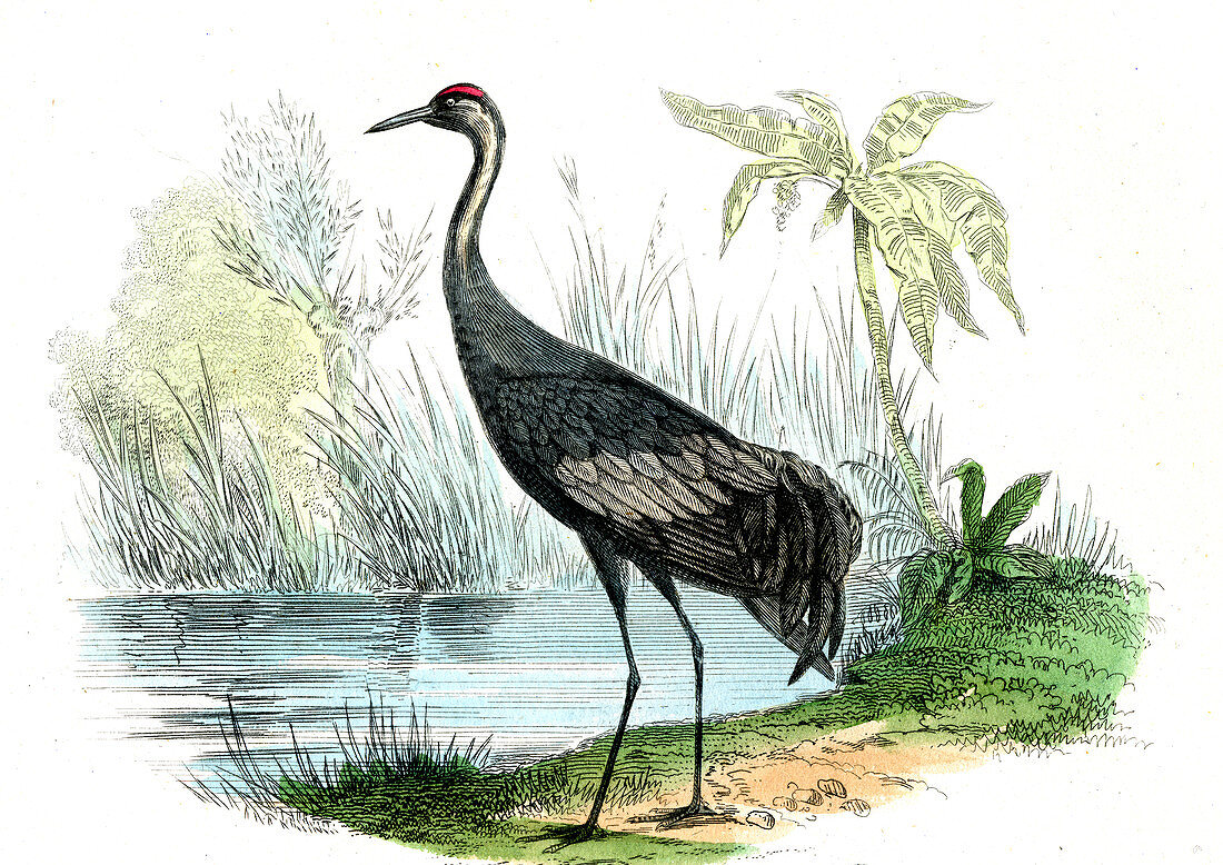 Sandhill crane,19th Century illustration