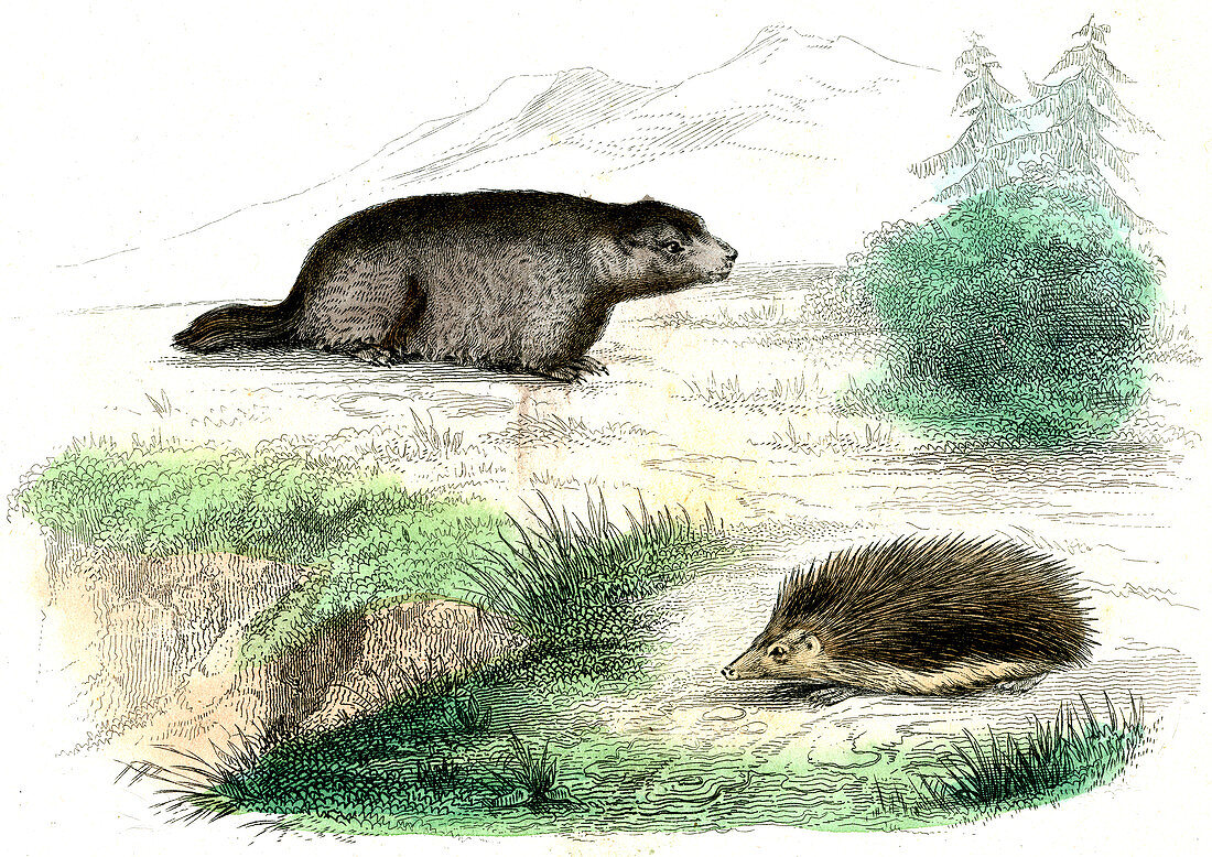 Marmot and hedgehog,illustration