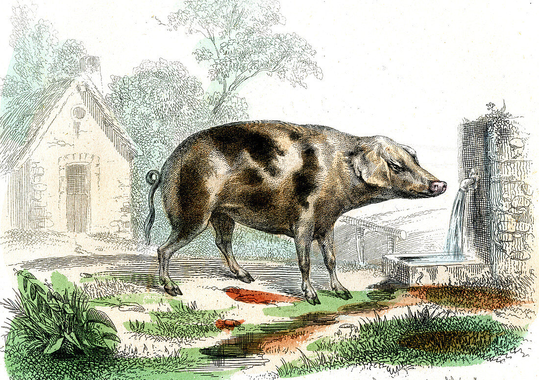 Domestic pig,19th Century illustration