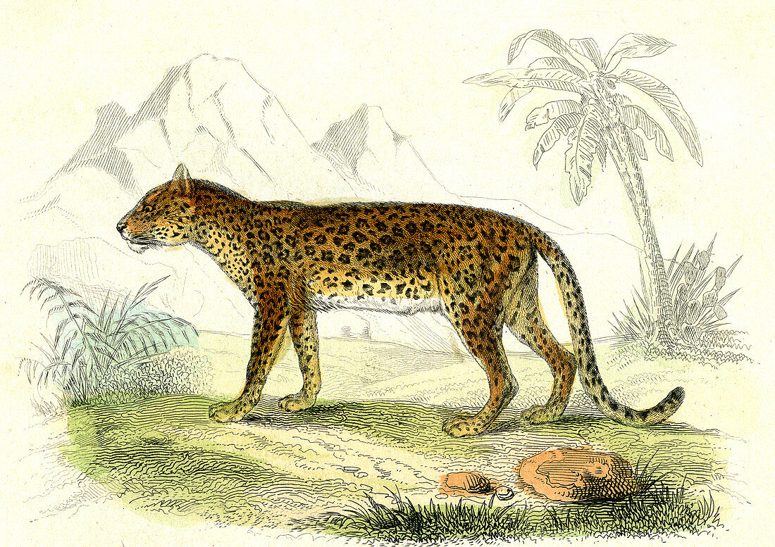 Leopard,19th Century illustration