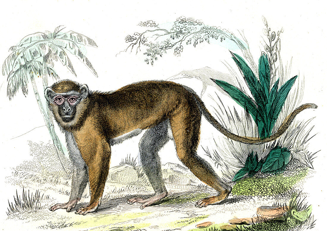 Diana monkey,19th Century illustration