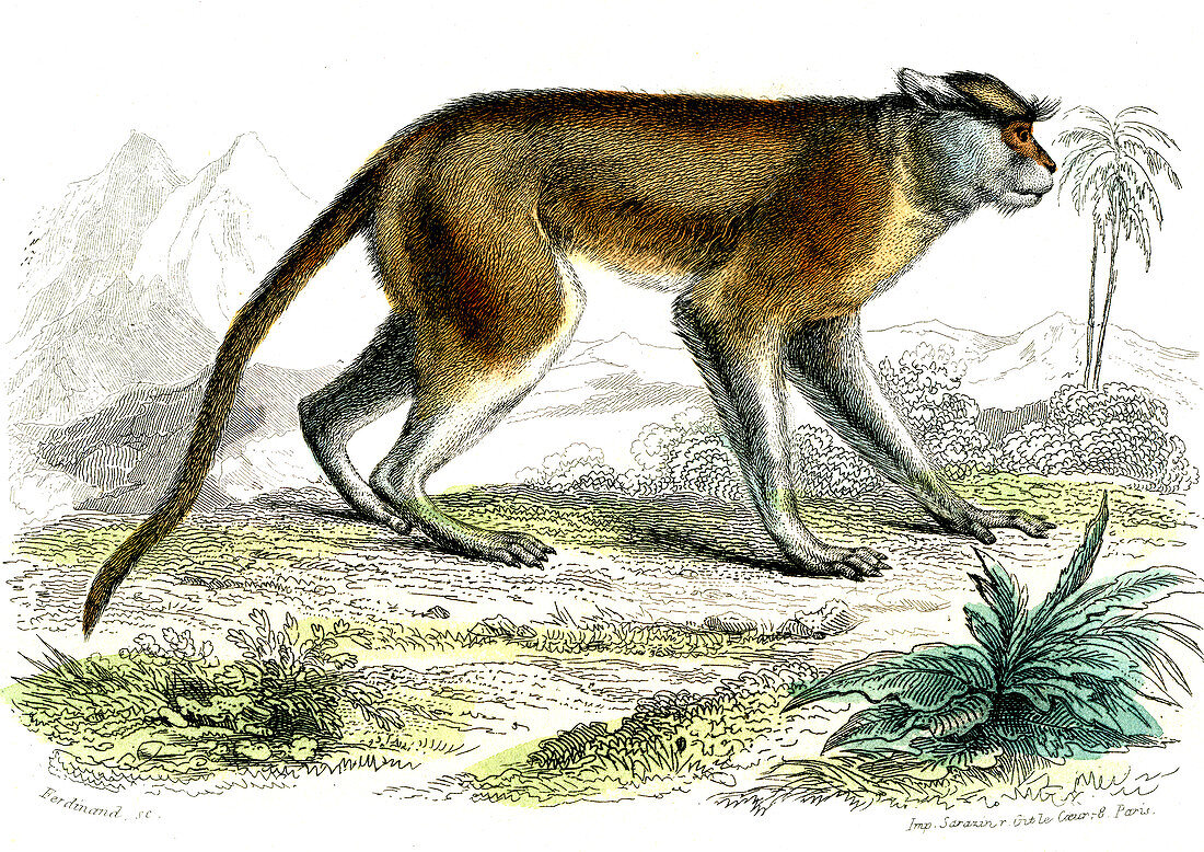 Patas monkey,19th Century illustration