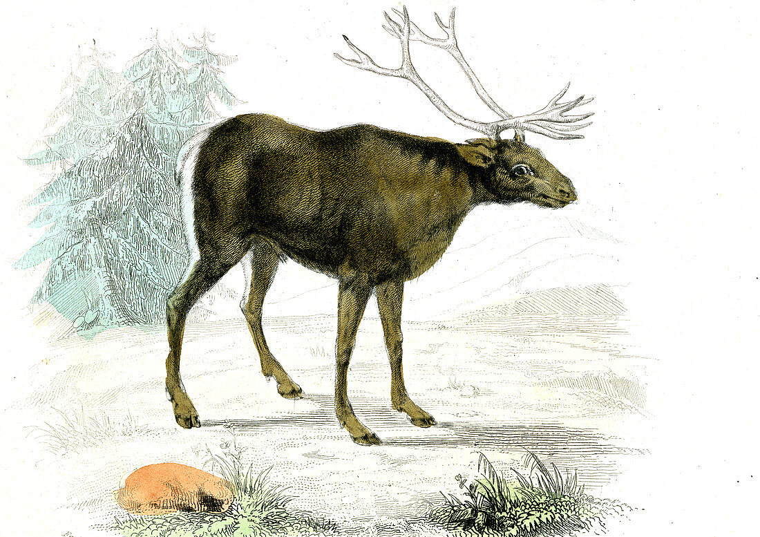 Reindeer,19th Century illustration
