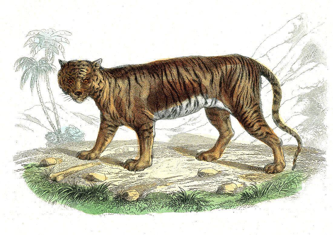 Tiger,19th Century illustration