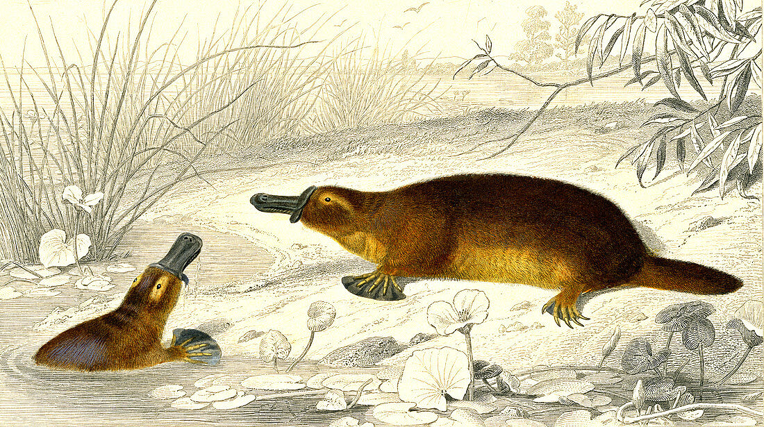Platypus,19th Century illustration