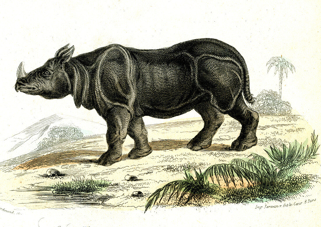 Indian rhinoceros,illustration