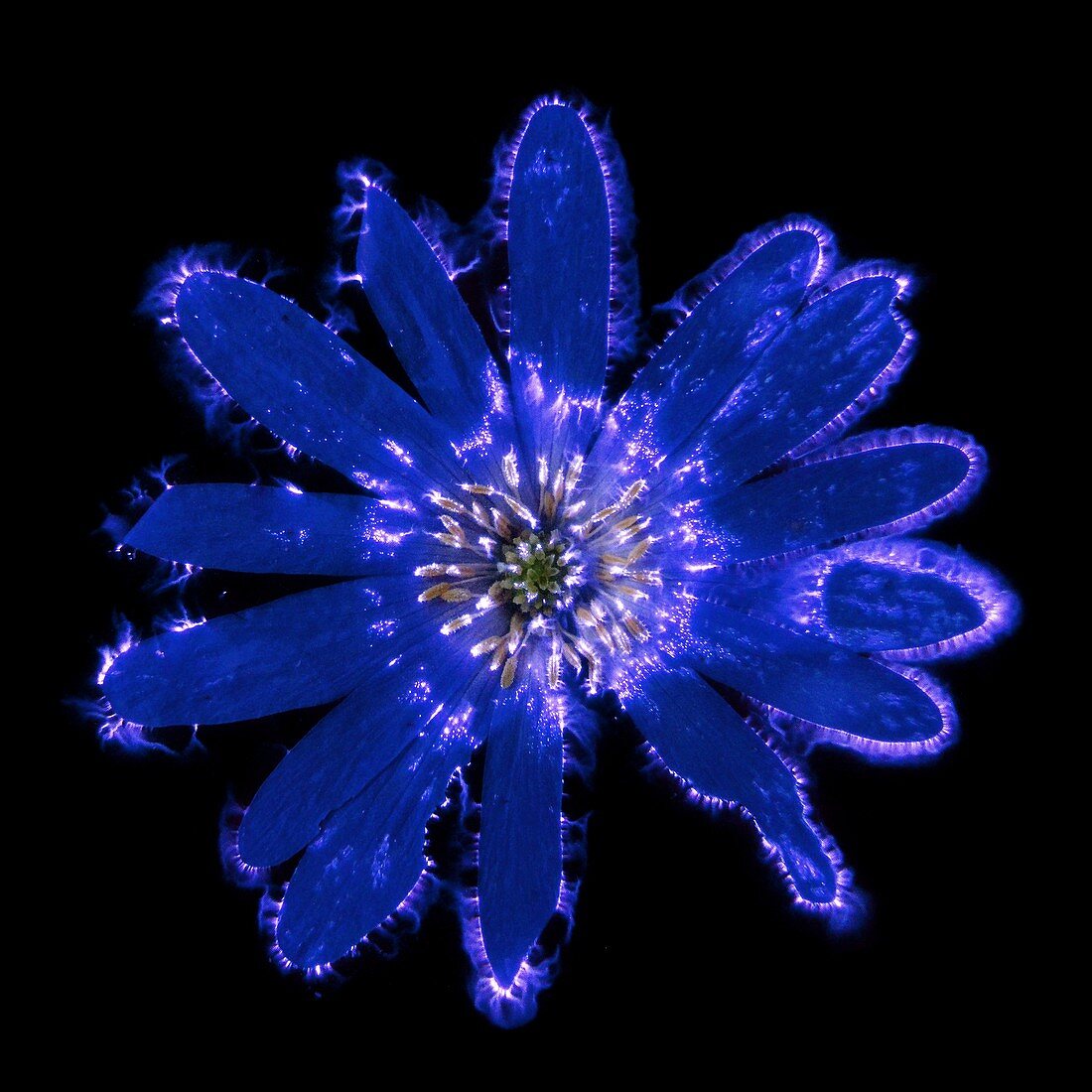 Blue anemone flower,Kirlian photograph