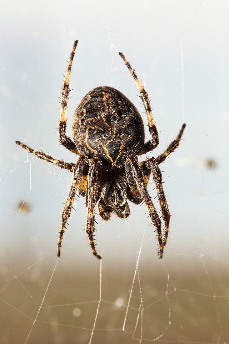 Bridge spider on its web