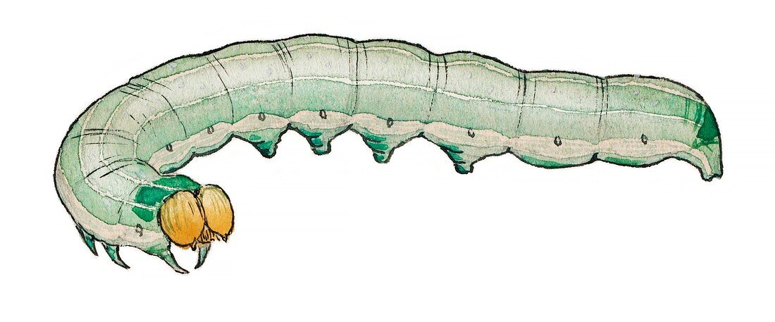 Angle-striped sallow caterpillar