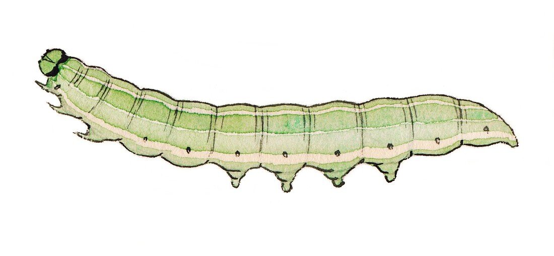 Double kidney caterpillar
