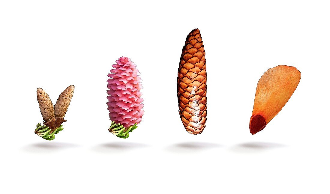Norway spruce flowers,cones and seed
