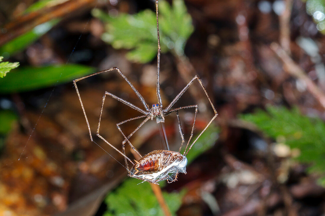 Ogre Faced Spider wrapping prey
