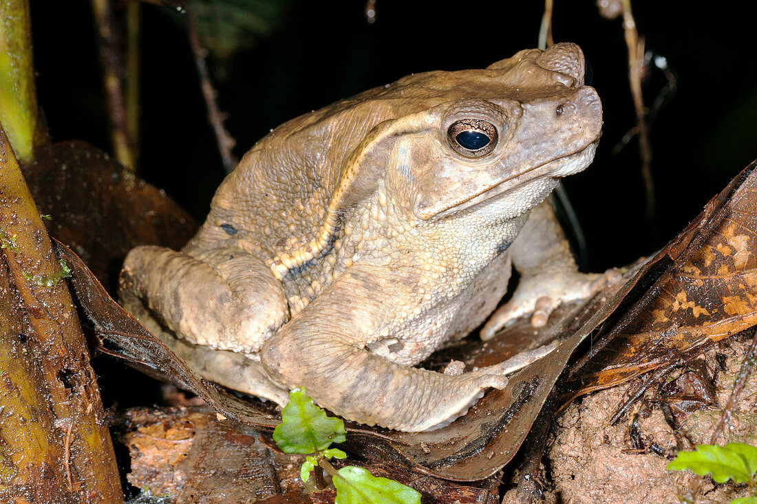 Crested Forest Toad