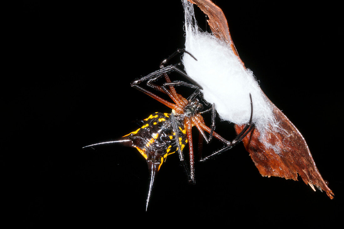 Spiny spider wrapping eggs in silk