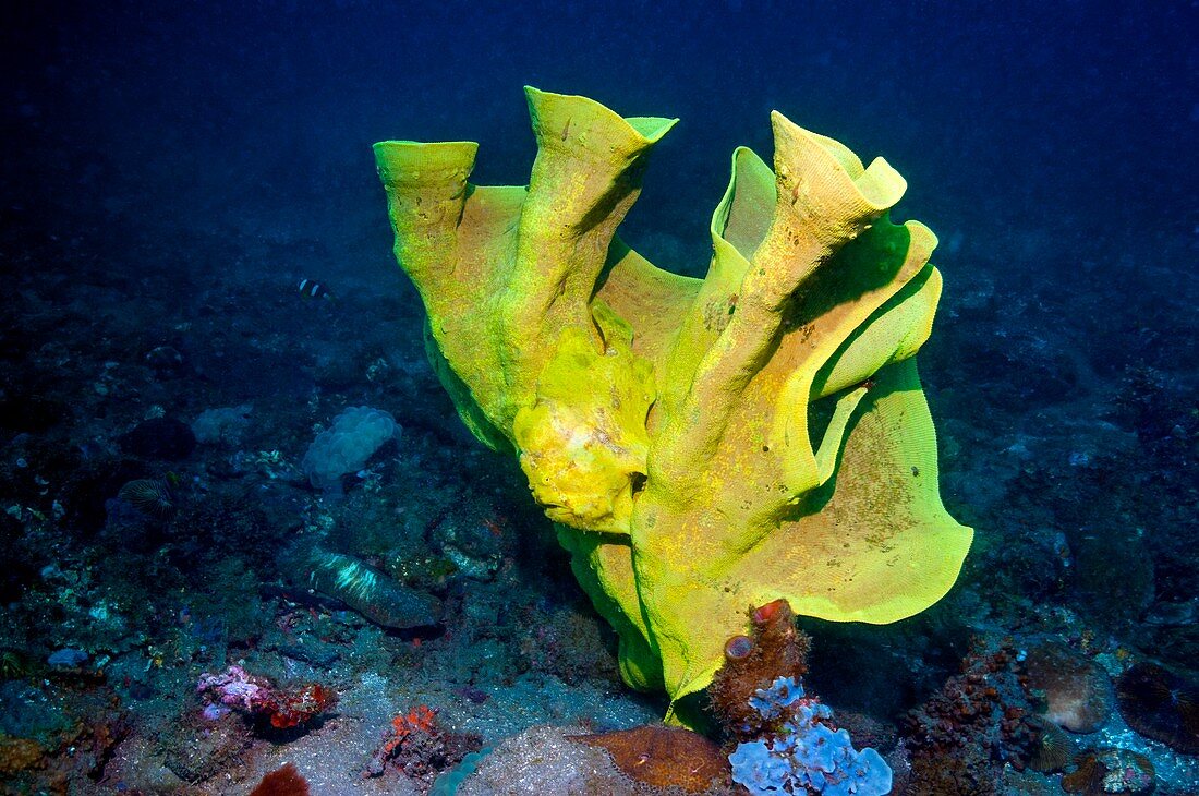 Frogfish camouflaged on sponge