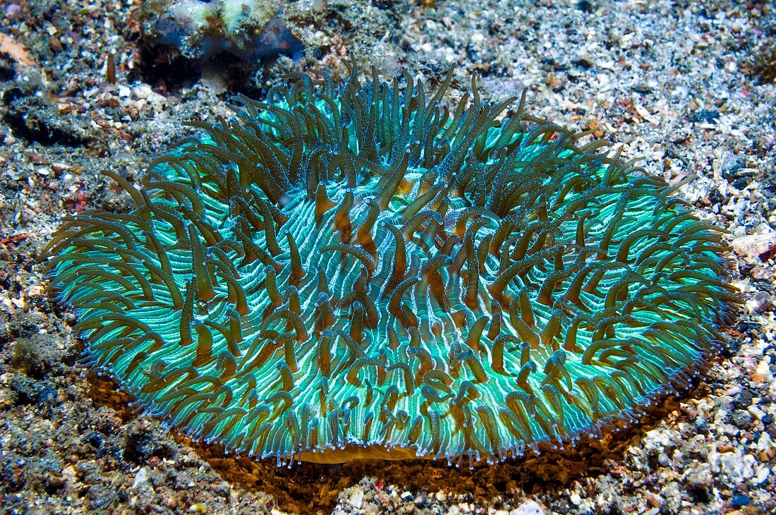 Mushroom coral fluorescing