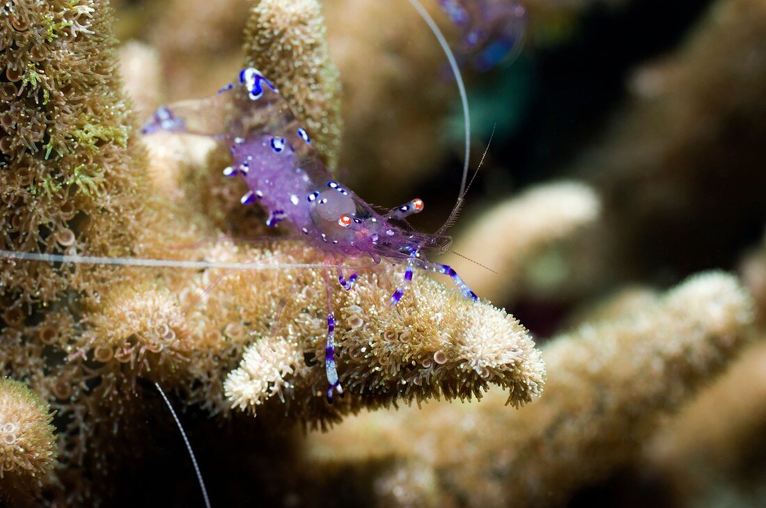 Anemone shrimp on anemone