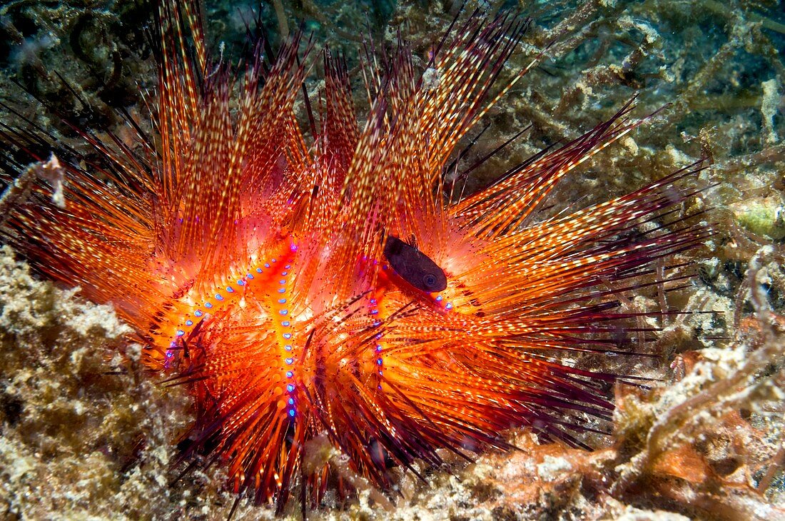 Urchin siphonfish and fire urchin