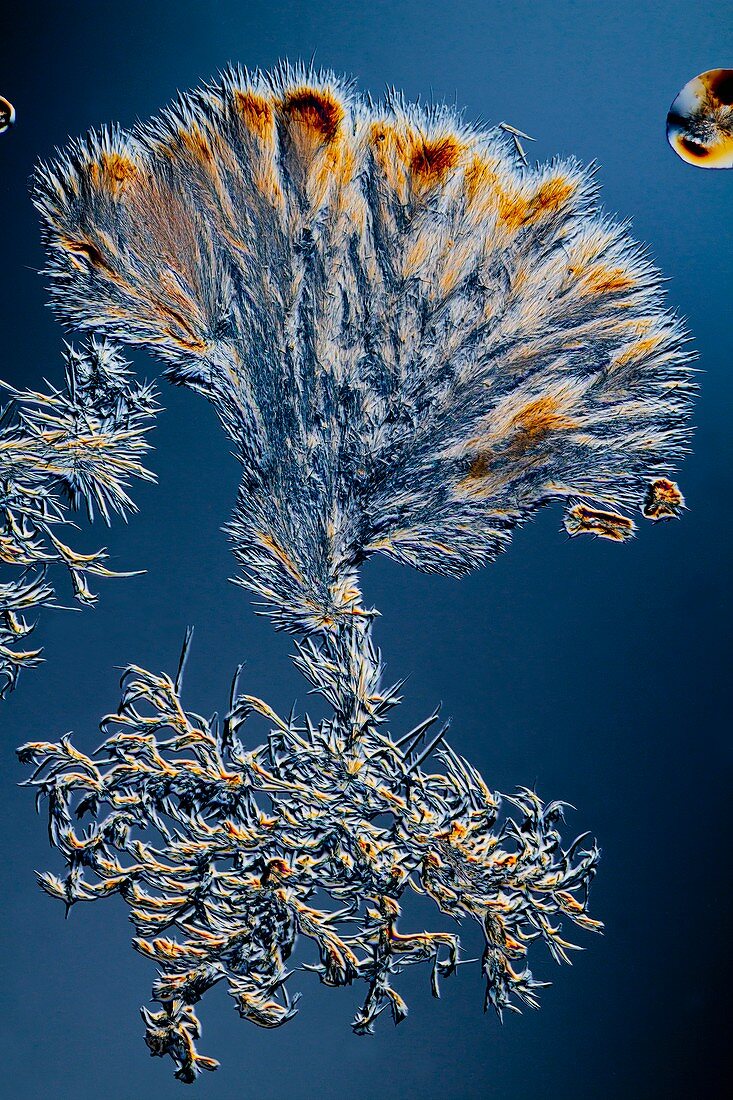 Biotin crystals,light micrograph