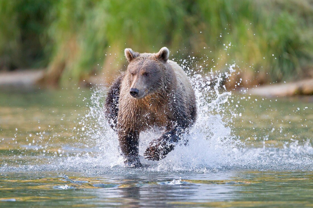 Brown bear running in water,Alaska,USA