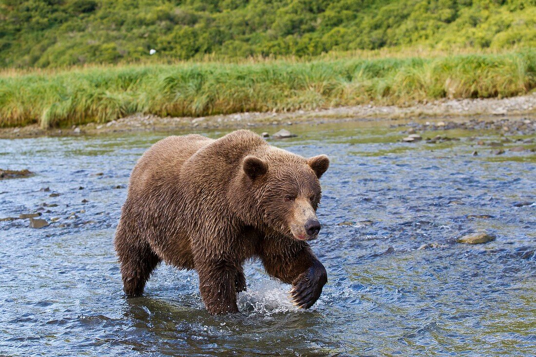 Brown bear walking in water,Alaska,USA