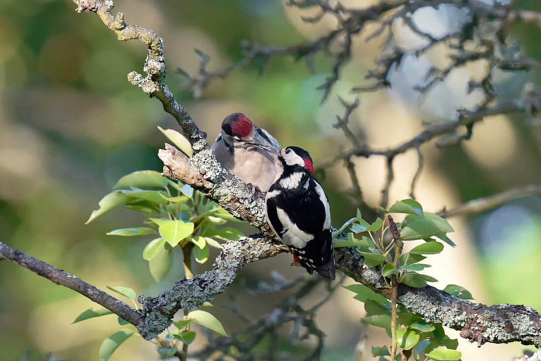 Great spotted woodpecker and chick