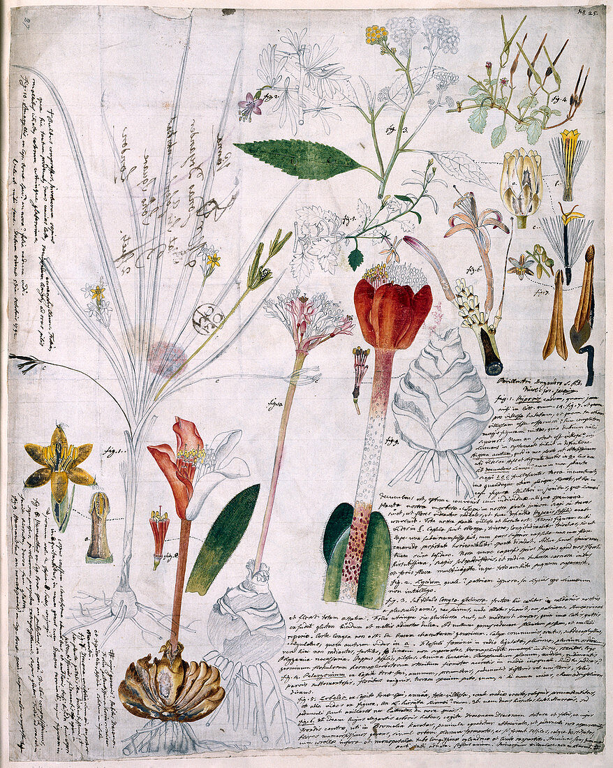 Von Jacquin botanical notes,18th century