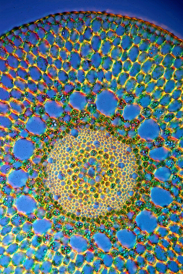 Watermilfoil stem,light micrograph