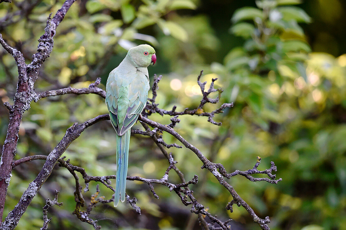 Ring-necked parakeet