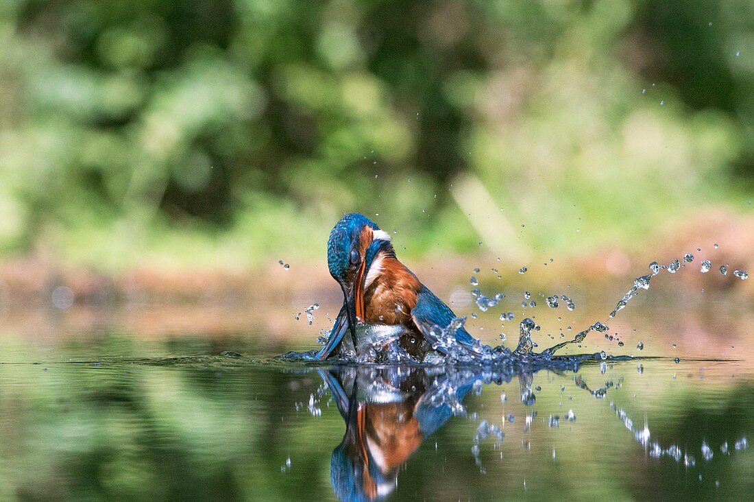 Common kingfisher catching a fish