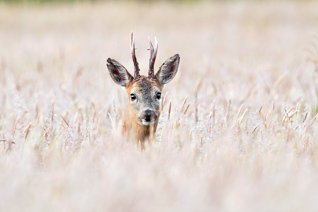 Roe deer in tall grass