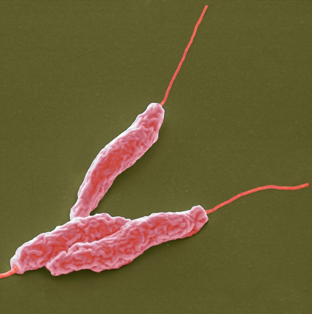 Campylobacter jejuni bacteria,SEM