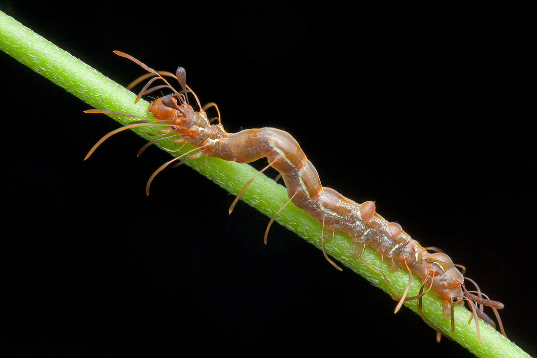 Ant-mimic caterpillar