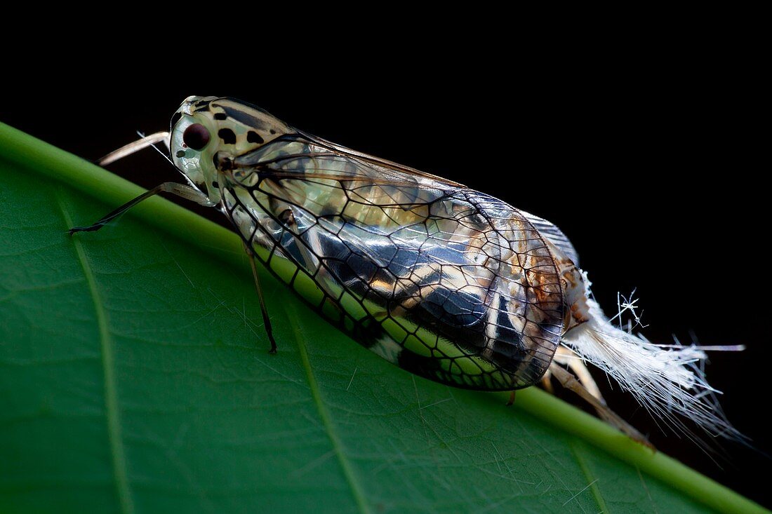 Net-winged planthopper moulting