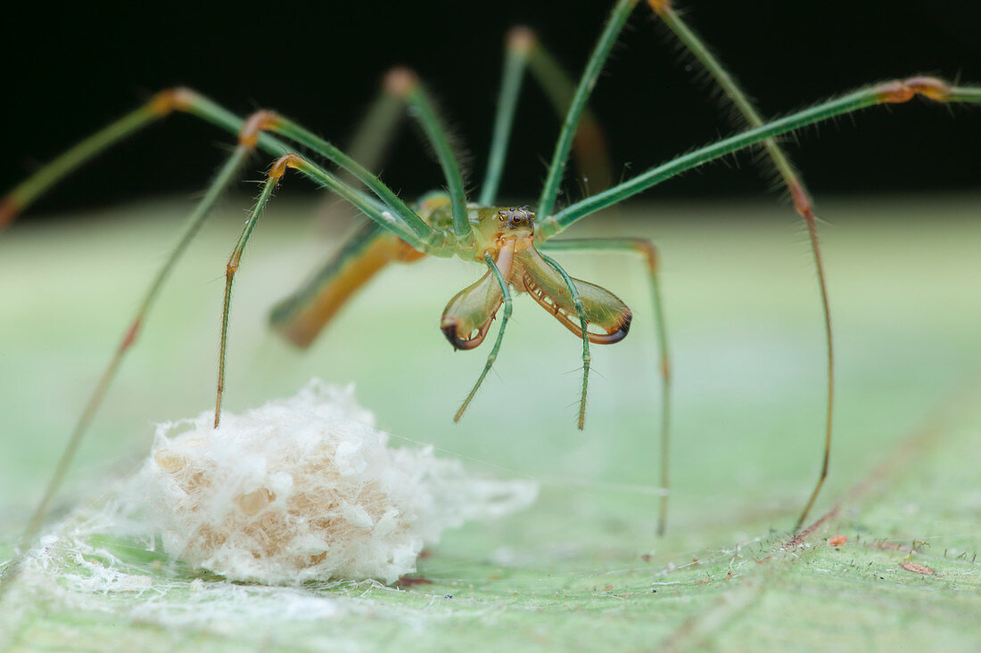 Long-jawed orb weaver and eggs