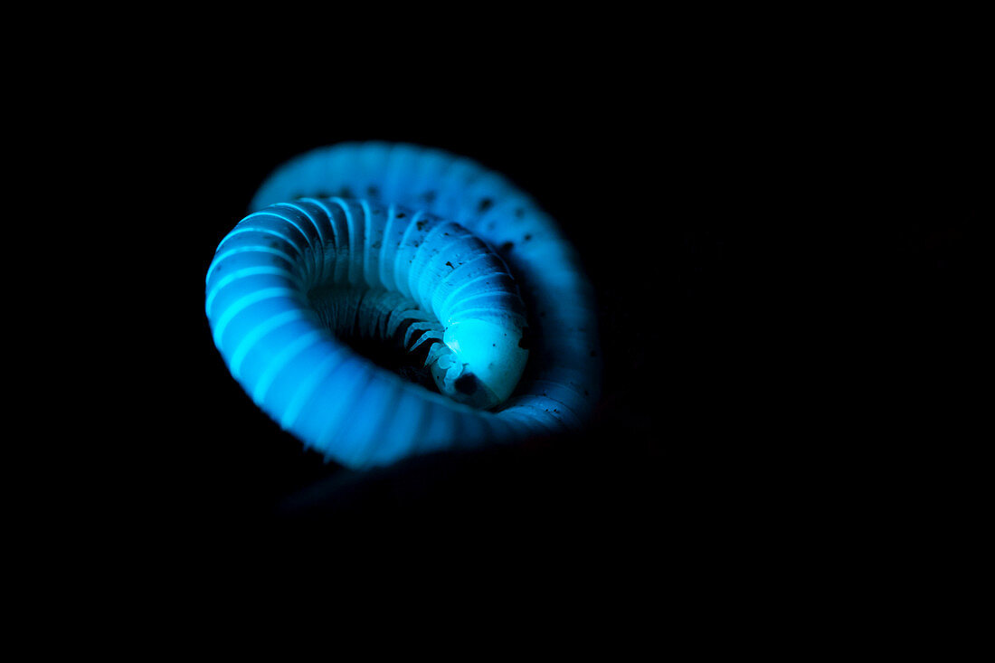 Millipede fluorescing under UV light