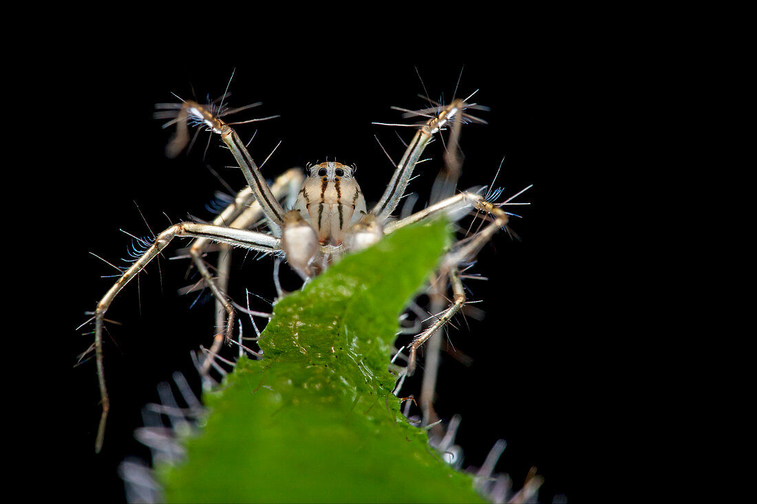 Lynx spider