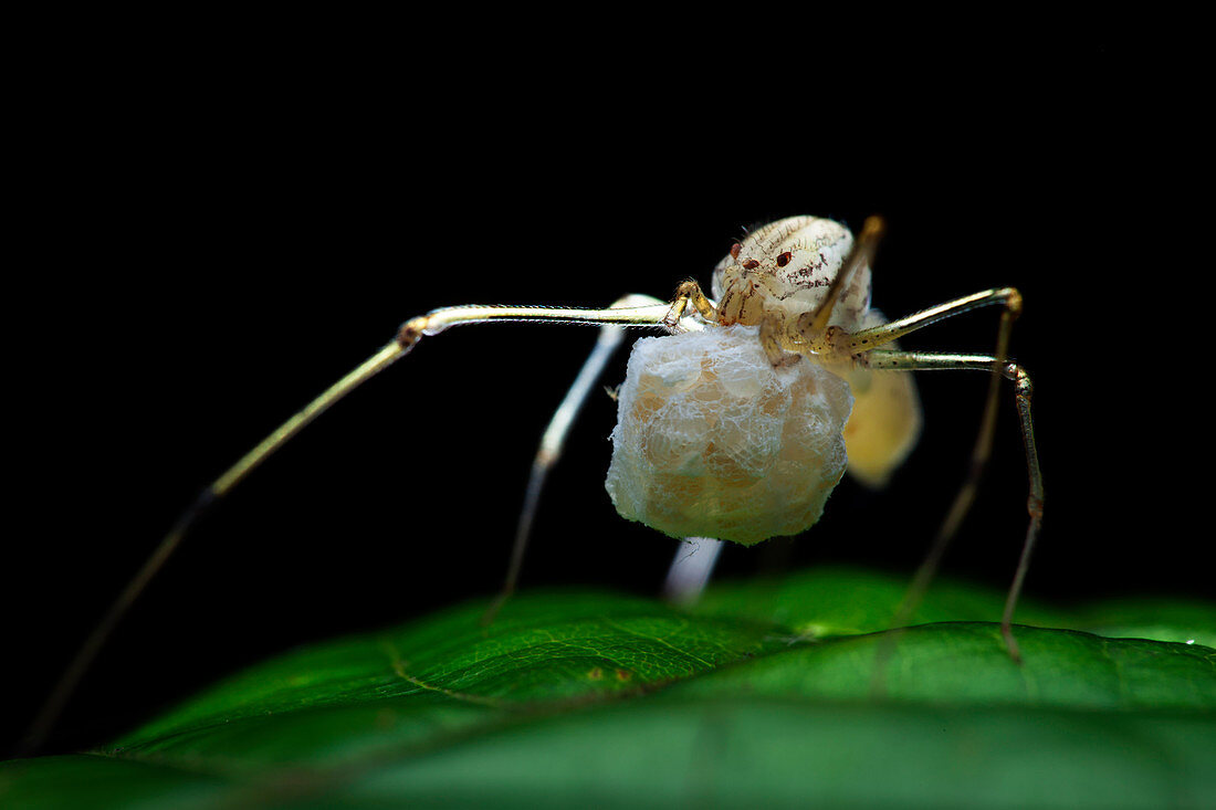 Spitting spider with eggs