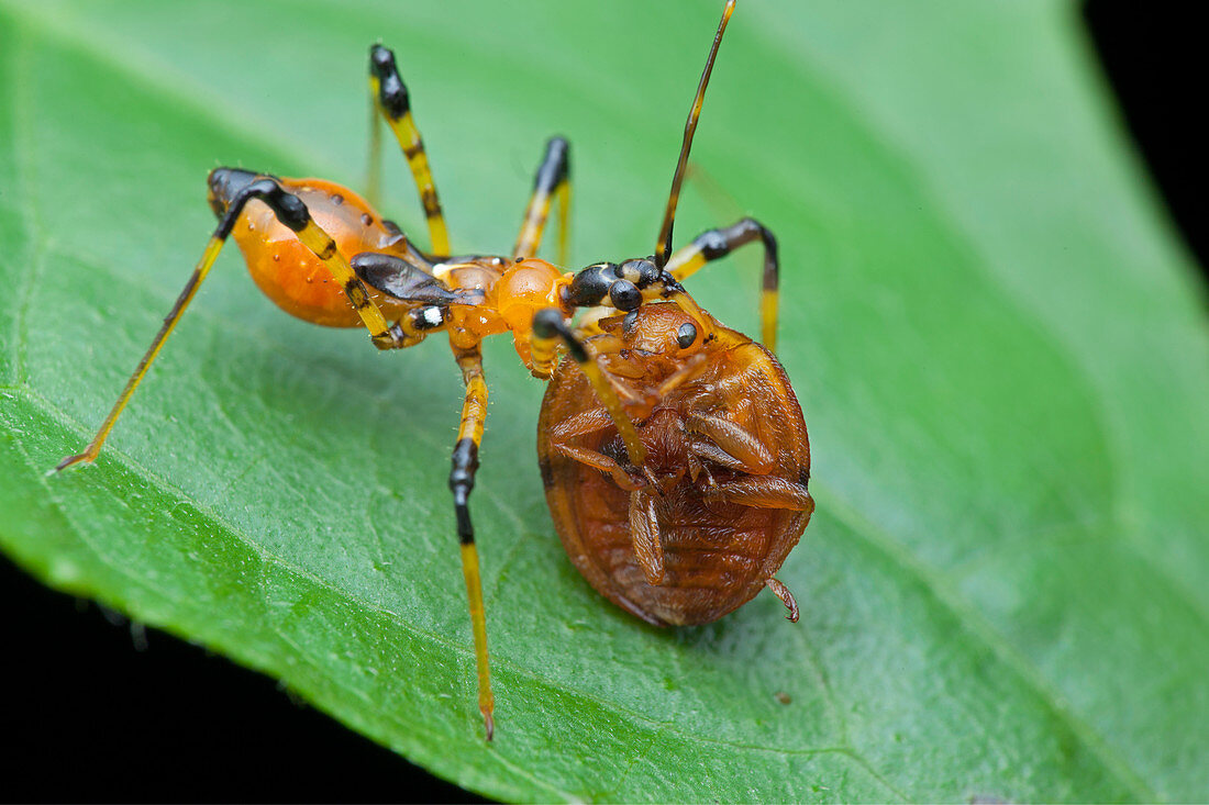 Assassin bug nymph eating ladybird