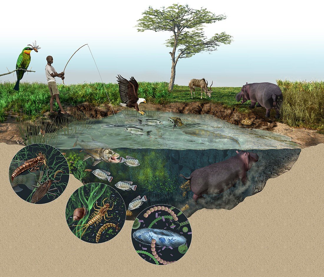 Hippopotamus ecological impact,artwork