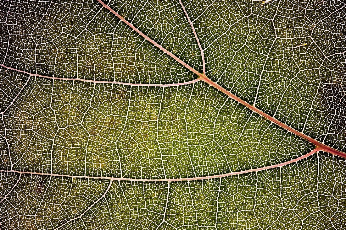 Vine leaf venation