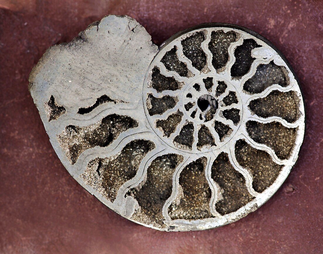 Ammonite,pyritized