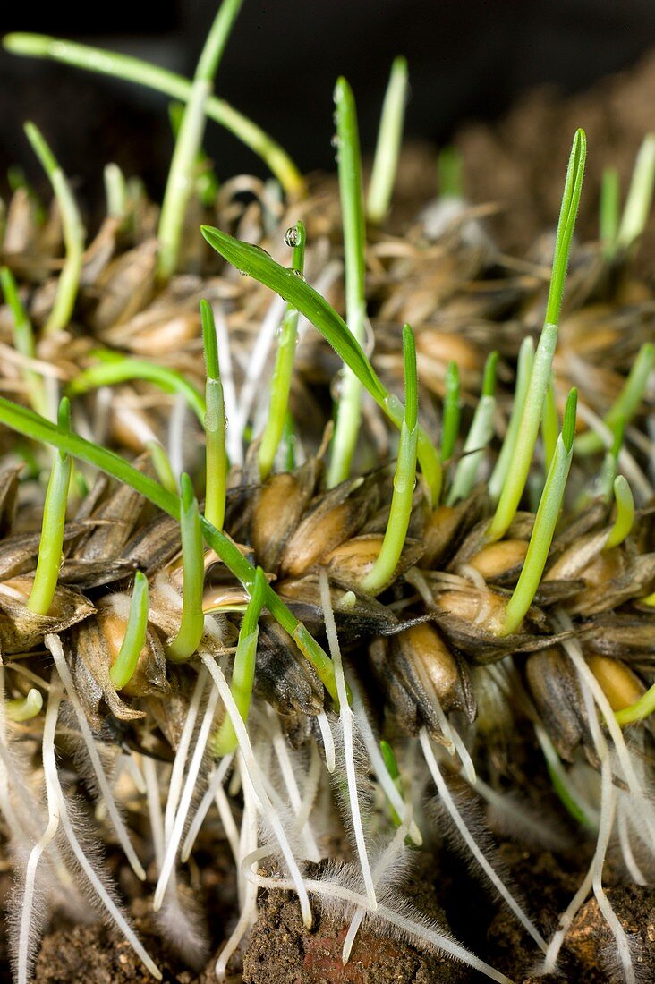 Sprouting of lodged wheat