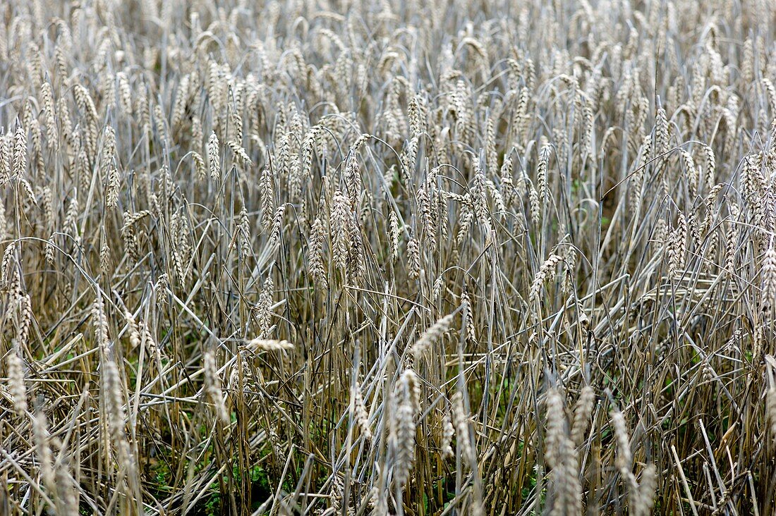 Unharvested wheat crop