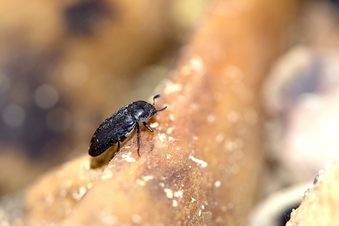 Dermestes maculatus beetle