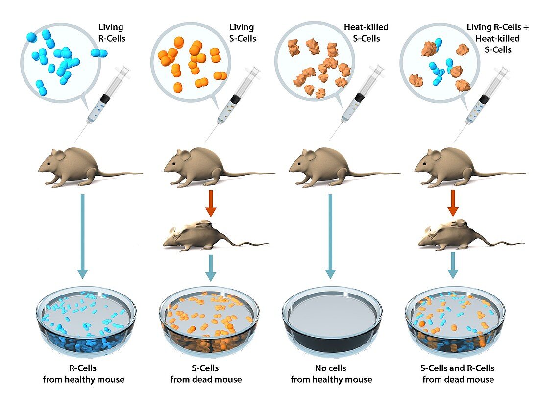 Griffith's experiment,illustration