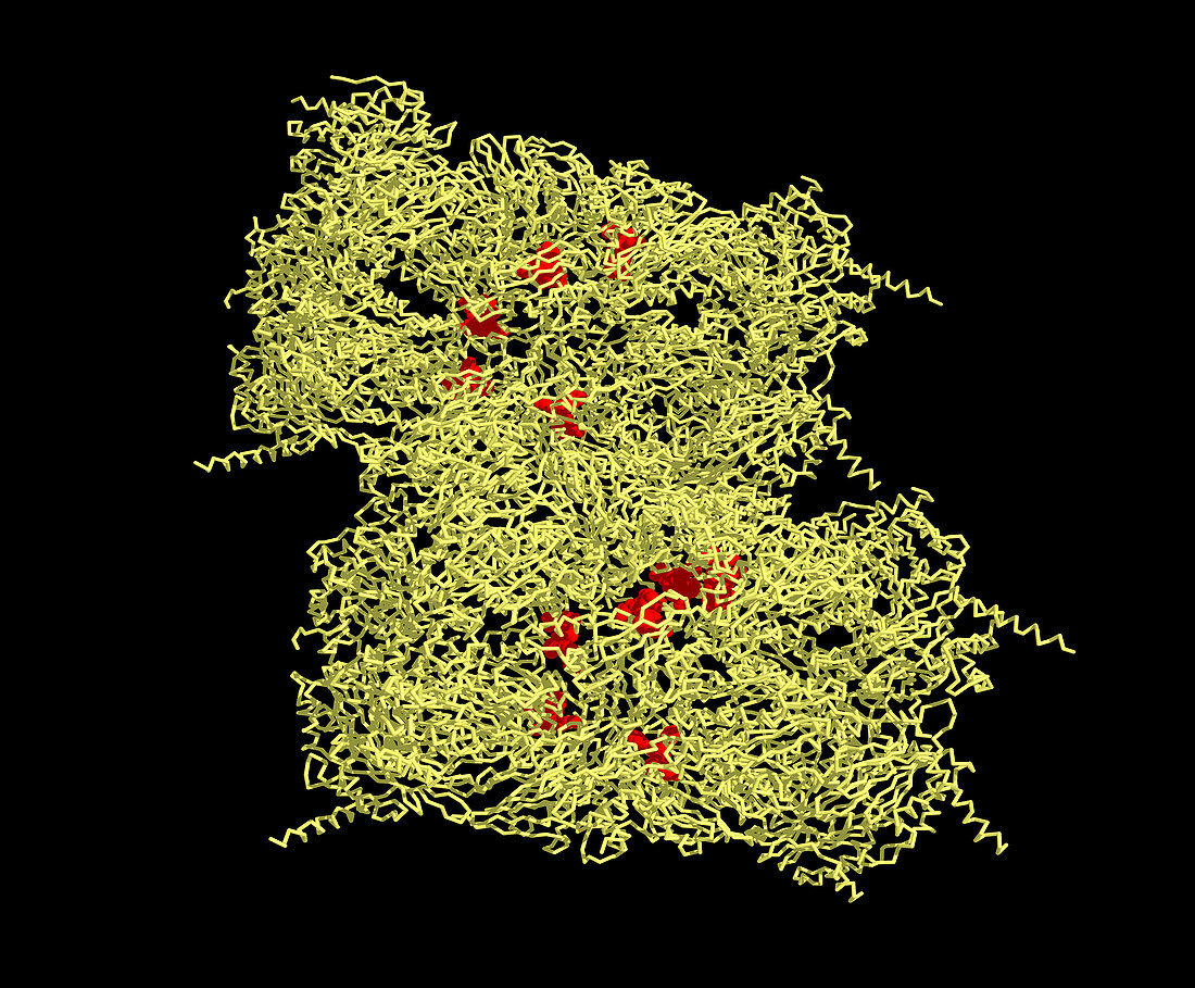 4R67 proteasome,molecular model