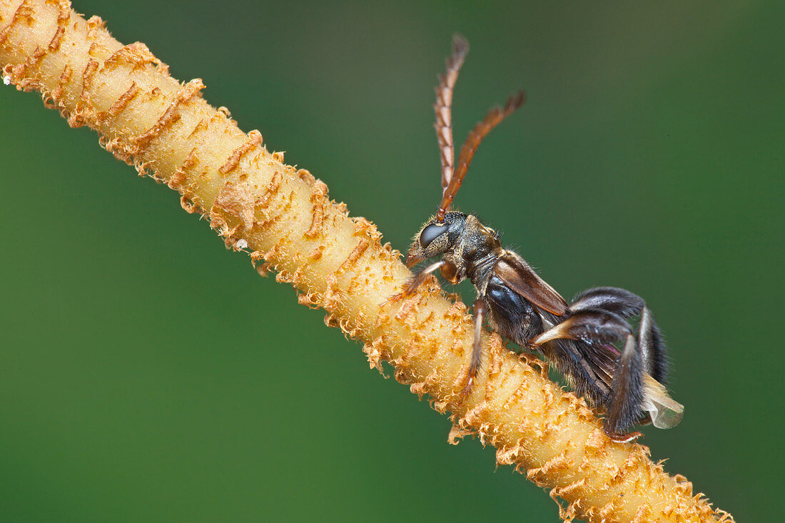Stingless bee-mimicking longhorn beetle