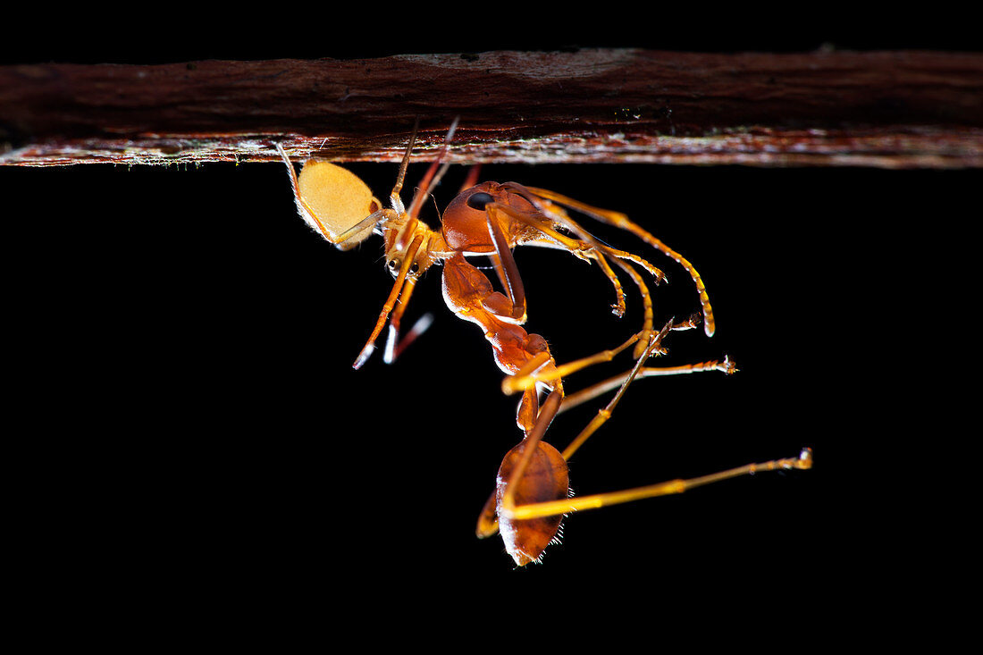 Ant-mimic crab spider with prey
