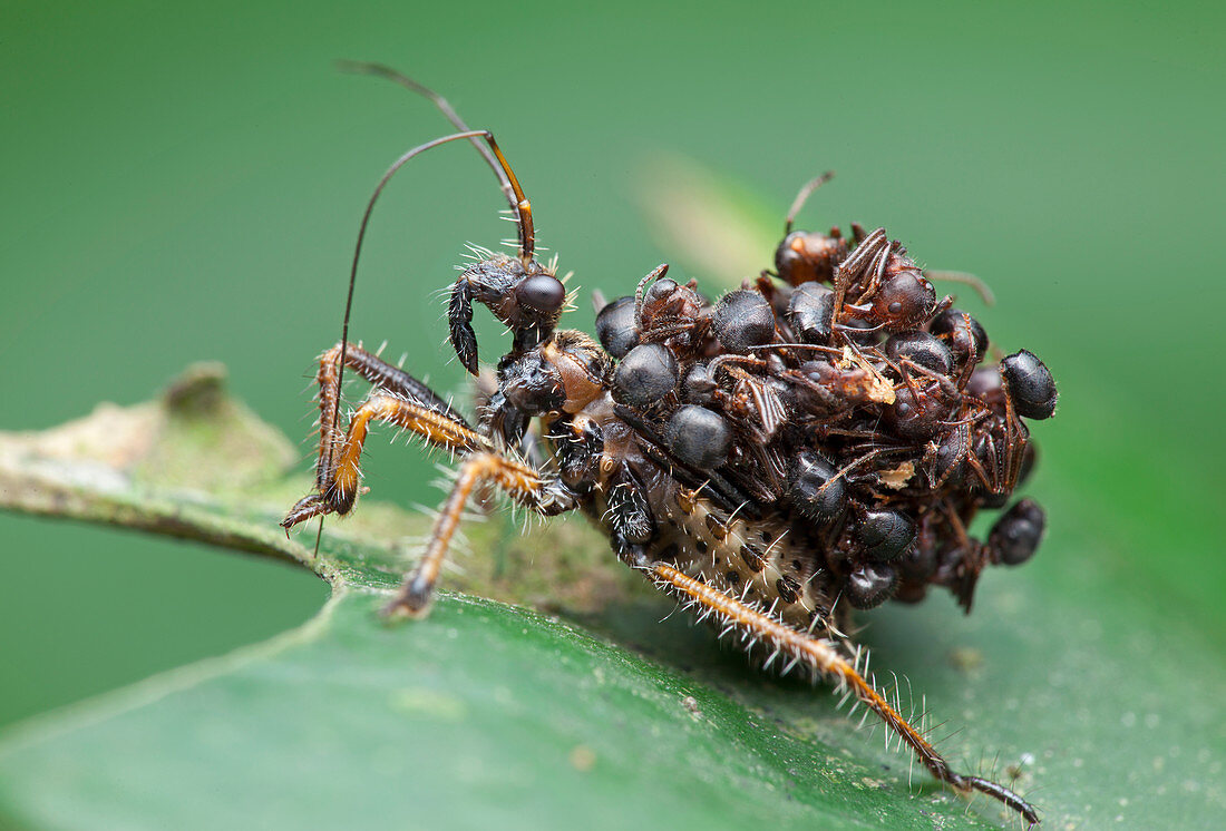 Assassin bug nymph with ants